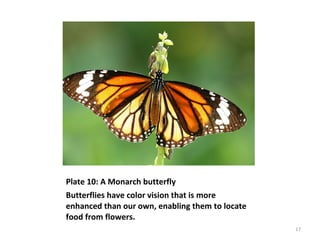 Plate 10: A Monarch butterfly
Butterflies have color vision that is more
enhanced than our own, enabling them to locate
food from flowers.
17
 