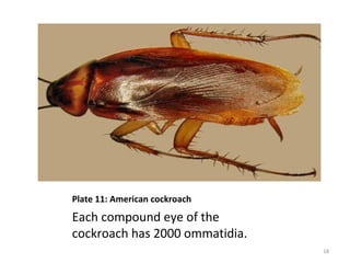 Plate 11: American cockroach
Each compound eye of the
cockroach has 2000 ommatidia.
18
 