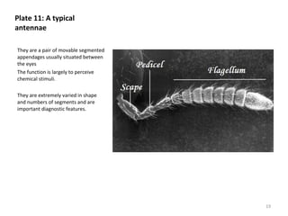 Plate 11: A typical
antennae
They are a pair of movable segmented
appendages usually situated between
the eyes
The function is largely to perceive
chemical stimuli.
They are extremely varied in shape
and numbers of segments and are
important diagnostic features.
19
 