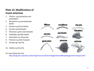 Plate 12: Modifications of
insect antennae
1. Filiform e.g Cockraoches and
grashoppers
2. Moniliform e.g wrinkeled bark
beetle
3. Clavate e.g Carrion beetle
4. Serrate e.g Click beetle
5. Pectinate e.g fire colored beetle
6. Flaballate e.g Cedar beetle
7. Geniculate e.g Honey bee
8. Plumose e.g male mosquito
9. Aristate eg. Flesh fly
10. Stylate e.g Horse fly
For more follow this link:
http://bugs.bio.usyd.edu.au/learning/resources/Entomology/externalMorphology/antennaTypes.html
20
 