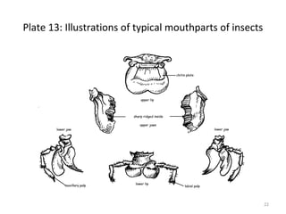 Plate 13: Illustrations of typical mouthparts of insects
22
 