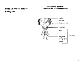 Plate 14: Mouthparts of
Honey Bee
24
 