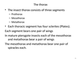 The thorax
• The insect thorax consists of three segments
– Prothorax
– Mesothorax
– Metathorax
• Each thoracic segment has four sclerites (Plates).
Each segment bears one pair of wings
In mature pterygote insects each of the mesothorax
and metathorax bear a pair of wings
The mesothorax and metathorax bear one pair of
spiracles each.
26
 