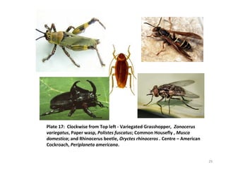 Plate 17: Clockwise from Top left - Variegated Grasshopper, Zonocerus
variegatus, Paper wasp, Polistes fuscatus; Common Housefly , Musca
domestica; and Rhinocerus beetle, Oryctes rhinoceros . Centre – American
Cockroach, Periplaneta americana.
29
 