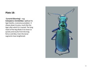 Plate 18:
Cursorial (Running) – e.g
Coleoptera: Cicindelidae such as the
tiger beetle, a voracious predator. It
chases down its prey, much like the
tiger after which it is named. The long
reach of the leg allows it to move so
quickly and results from the long
femur and tibia. Even the tarsal
segments have lengthened.
30
 