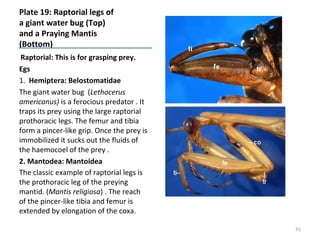 Plate 19: Raptorial legs of
a giant water bug (Top)
and a Praying Mantis
(Bottom)
Raptorial: This is for grasping prey.
Egs
1. Hemiptera: Belostomatidae
The giant water bug (Lethocerus
americanus) is a ferocious predator . It
traps its prey using the large raptorial
prothoracic legs. The femur and tibia
form a pincer-like grip. Once the prey is
immobilized it sucks out the fluids of
the haemocoel of the prey .
2. Mantodea: Mantoidea
The classic example of raptorial legs is
the prothoracic leg of the preying
mantid. (Mantis religiosa) . The reach
of the pincer-like tibia and femur is
extended by elongation of the coxa.
31
 