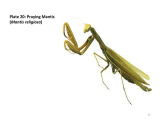 Plate 20: Praying Mantis
(Mantis religiosa)
32
 