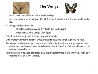 The Wings
• Insects are the only invertebrates with wings.
• Insect wings are adult outgrowths of the insect exoskeleton that enable them to
fly.
• Wings are found on the
Mesothorax (Fore wings) (Protects the hind wings)
Metathorax (Hind wings) (For flight)
Fully functional wings are present only in the adults.
Only Pterygote insects possess wings but some lose the wings e.g lice and fleas.
The wings may be present in only one sex (often the male) in some groups such as
velvet ants and strepsiptera, or selectively lost in "workers" of social insects such
as termites and ants.
In some cases, wings are produced only at particular times in the life cycle, such as in
the dispersal phase of aphids.
37
 