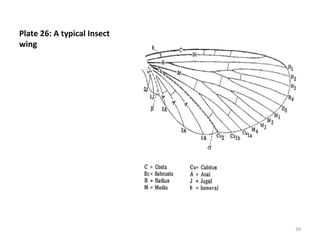 Plate 26: A typical Insect
wing
39
 