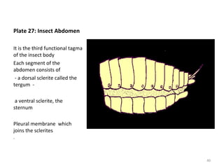 Plate 27: Insect Abdomen
It is the third functional tagma
of the insect body
Each segment of the
abdomen consists of
- a dorsal sclerite called the
tergum -
a ventral sclerite, the
sternum
Pleural membrane which
joins the sclerites
.
40
 