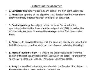 Features of the abdomen
• 1. Spiracles: Respiratory openings. On each of the first eight segmentS
• 2. Anus: Rear opening of the digestive tract. Sandwiched between three
sclerites namely a dorsal epicropt and a pair of paraproct.
• 3. Genital openings: Found just below the anus. Surrounded by
specialized sclerites that form the external genitalia (GO). In males, the
GO is usually enclosed in a tube-like aedeagus which functions as the
Penis.
• 4. Pincers -- In earwigs (Dermaptera), the cerci are heavily sclerotized and
look like forceps. Used for defense, courtship and in folding the wings.
• 5. Median caudal filament -- a thread-like projection arising from the
center of the last abdominal segment (between the cerci). Found only in
"primitive" orders (e.g. Diplura, Thysanura, Ephemeroptera).
• 6. Sting -- a modified ovipositor, found only in the females of aculeate 41
 