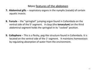 More features of the abdomen
7. Abdominal gills -- respiratory organs in the nymphs (naiads) of certain
aquatic insects.
8. Furcula -- the "springtail" jumping organ found in Collembola on the
ventral side of the 5th
segment. A clasp (the tenaculum) on the third
abdominal segment holds the springtail in its "cocked" position.
9. Collophore – This is a fleshy, peg-like structure found in Collembola. It is
located on the ventral side of the 1st
segment. It maintains homeostasis
by regulating absorption of water from the environment.
43
 