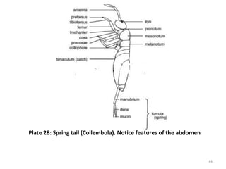 Plate 28: Spring tail (Collembola). Notice features of the abdomen
44
 