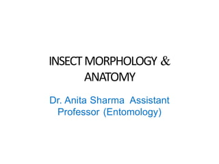 INSECTMORPHOLOGY &
ANATOMY
Dr. Anita Sharma Assistant
Professor (Entomology)
 
