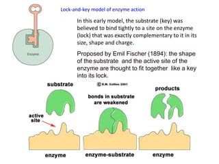 basic enzymology .ppt