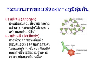 กระบวนการตอบสนองทางภูมิคุ้มกัน
แอนติเจน (Antigen)
สิ่งแปลกปลอมที่เข ้าสู่ร่างกาย
แล ้วสามารถกระตุ้นให ้ร่างกาย
สร ้างแอนติบอดีได ้
แอนติบอดี (Antibody)
สารที่ร่างการสร ้างขึ้นเพื่อ
ตอบสนองเมื่อได ้รับการกระตุ้น
โดยแอนติเจน ซึ่งแอนติบอดีที่
ถูกสร ้างขึ้นจะมีความจาเพาะ
เจาะจงกับแอนติเจนนั้นๆ
 