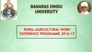 BANARAS HINDU
UNIVERSITY
RURAL AGRICULTURAL WORK
EXPERIENCE PROGRAMME 2016-17
 