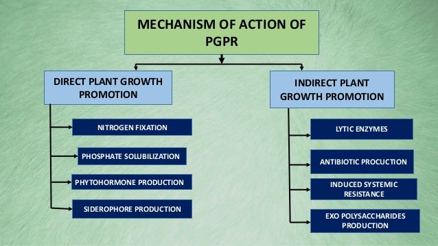 Google scholar picture