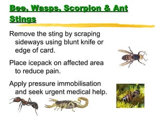 Bee, Wasps, Scorpion & Ant Stings Remove the sting by scraping sideways using blunt knife or edge of card. Place icepack on affected area to reduce pain. Apply pressure immobilisation and seek urgent medical help. 