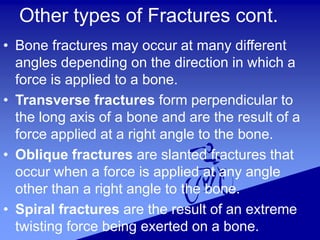Other types of Fractures cont.
• Bone fractures may occur at many different
angles depending on the direction in which a
force is applied to a bone.
• Transverse fractures form perpendicular to
the long axis of a bone and are the result of a
force applied at a right angle to the bone.
• Oblique fractures are slanted fractures that
occur when a force is applied at any angle
other than a right angle to the bone.
• Spiral fractures are the result of an extreme
twisting force being exerted on a bone.
 