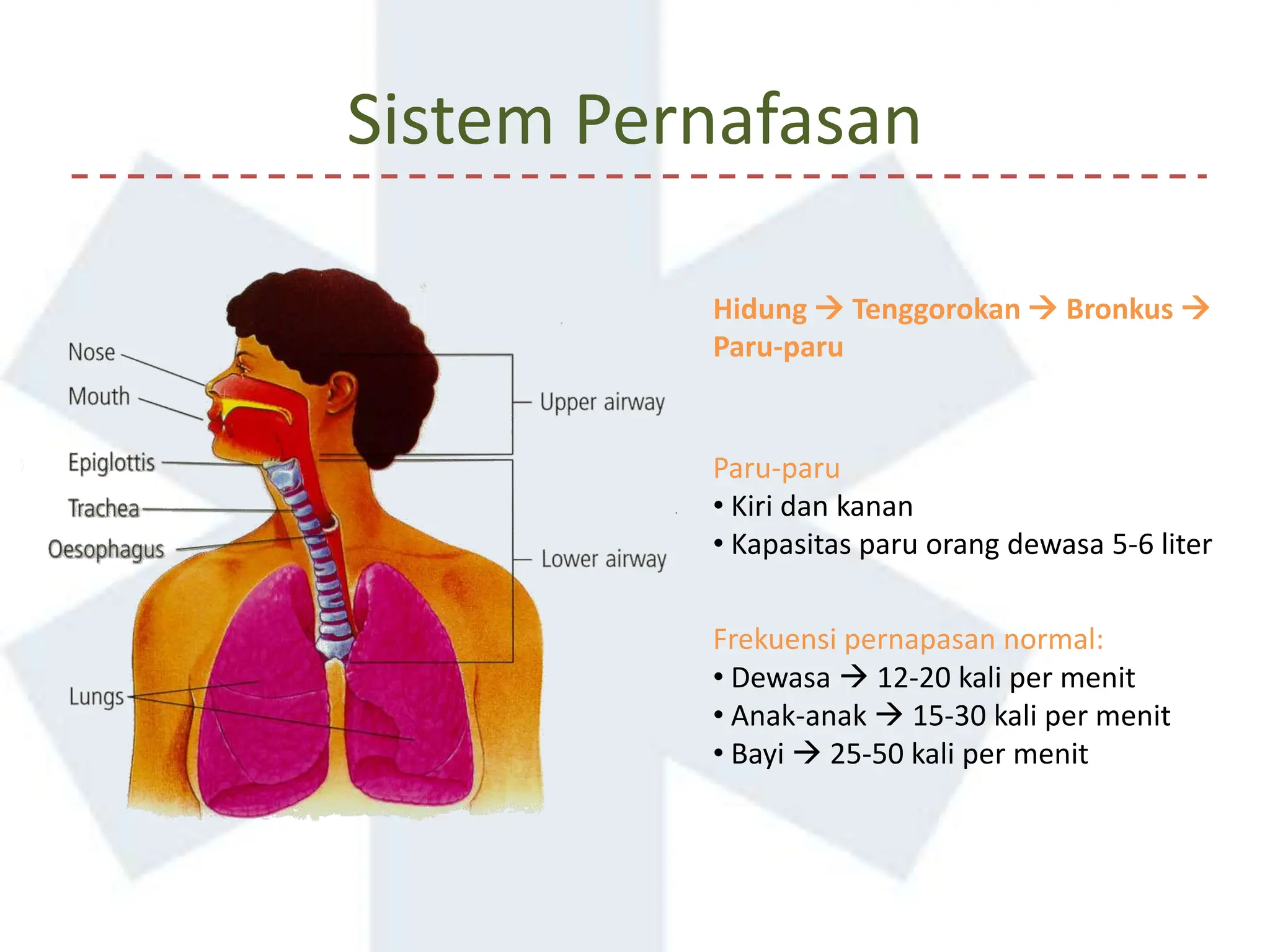 Basic First Aid Public [Autosaveda].pptx