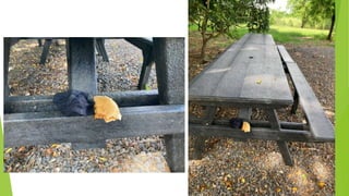 Basic Food Hygiene Safety Training Pptx