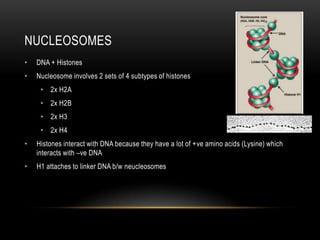 NUCLEOSOMES
•   DNA + Histones
•   Nucleosome involves 2 sets of 4 subtypes of histones
     • 2x H2A
     • 2x H2B
     • 2x H3
     • 2x H4
•   Histones interact with DNA because they have a lot of +ve amino acids (Lysine) which
    interacts with –ve DNA
•   H1 attaches to linker DNA b/w neucleosomes
 
