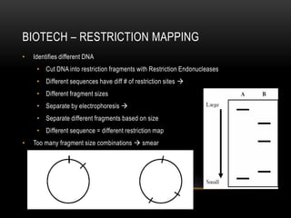 BIOTECH – RESTRICTION MAPPING
•   Identifies different DNA
     • Cut DNA into restriction fragments with Restriction Endonucleases
     • Different sequences have diff # of restriction sites 
     • Different fragment sizes
     • Separate by electrophoresis 
     • Separate different fragments based on size
     • Different sequence = different restriction map
•   Too many fragment size combinations  smear
 