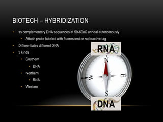 BIOTECH – HYBRIDIZATION
•   ss complementary DNA sequences at 50-60oC anneal autonomously
     • Attach probe labeled with fluorescent or radioactive tag


                                                        RNA
•   Differentiates different DNA
•   3 kinds
     • Southern
           • DNA
     • Northern
           • RNA
     • Western




                                                        DNA
 
