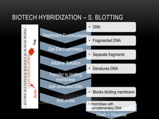 BIOTECH HYBRIDIZATION – S. BLOTTING
                                    • DNA
         Restriction Endonuclease
                                    • Fragmented DNA
           Gel Electrophoresis
                                    • Separate fragments
             Alkaline Solution
                                    • Denatures DNA
           Transfer to blotting
               membrane
           Add unrelated DNA
                                    • Blocks blotting membrane
                Add probe
                                    • Hybridises with
                                      complementary DNA
                                        Wash + Visualise
 