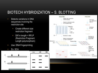 BIOTECH HYBRIDIZATION – S. BLOTTING
•   Detects variations in DNA
    sequences involving the
    restriction site
     • Create different size
       restriction fragment
     • Diff in length = RFLP
       (Restriction Fragment
       Length polymorphism)
•   Use: DNA Fingerprinting
•   Ex. SCA
 
