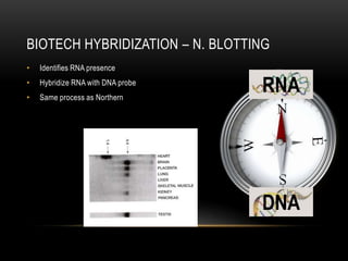 BIOTECH HYBRIDIZATION – N. BLOTTING
•   Identifies RNA presence
•
•
    Hybridize RNA with DNA probe
    Same process as Northern
                                   RNA




                                   DNA
 