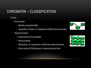 CHROMATIN – CLASSIFICATION
•   2 kinds
     • Euchromatin
          • Readily accessible DNA
          • Acetylation of bases  relaxation of DNA into euchromatin
     • Heterochromatin
          • Supercoiled and compacted
          • Not accessible
          • Methylation  compaction of DNA into heterochromatin
          • Some areas of DNA always in heterochromatin form
 