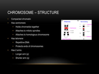 CHROMOSOME – STRUCTURE
•   Compacted chromatin
•   Has centromere
     • Holds chromatids together
     • Attaches to mitotic spindles
     • Attaches to homologous chromosome
•   Has telomere
     • Repetitive DNA
     • Protects ends of chromosomes
•   Has 2 arms
     • Longer arm (p)
     • Shorter arm (q)
 