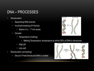 DNA – PROCESSES
•   Denaturation
     • Separating DNA strands
     • Involved breaking of H bonds
          • Starts in A - - T rich areas
     • Causes:
          • Temperature (melting)
                • Melting Temperature: temperature at which 50% of DNA is denatured
          • High pH
          • Low salt
•   Renaturation (annealing)
     • Occurs if heat denatured DNA is cooled
 