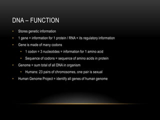 DNA – FUNCTION
•   Stores genetic information
•   1 gene = information for 1 protein / RNA + its regulatory information
•   Gene is made of many codons
     • 1 codon = 3 nucleotides = information for 1 amino acid
     • Sequence of codons = sequence of amino acids in protein
•   Genome = sum total of all DNA in organism
     • Humans: 23 pairs of chromosomes, one pair is sexual
•   Human Genome Project = identify all genes of human genome
 