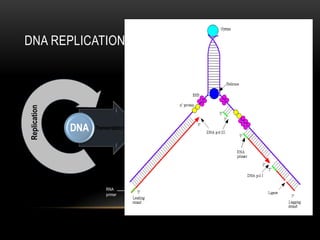 DNA REPLICATION
Replication




              DNA   Transcription   RNA   Translation   PROTEIN   Function




                                                        • Problem in flow 
                                                            • Cancer
                        RNA                                 • Chronic illness
                        primer
                                                            • Mutation
 