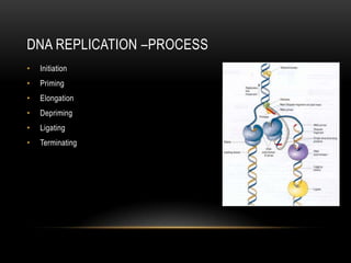 DNA REPLICATION –PROCESS
•   Initiation
•   Priming
•   Elongation
•   Depriming
•   Ligating
•   Terminating
 