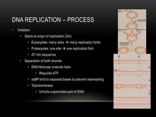 DNA REPLICATION – PROCESS
•   Initiation
     • Starts at origin of replication (Ori)
            • Eukaryotes: many sites  many replication forks
            • Prokaryotes: one site  one replication fork
            • AT rich sequence
     • Separation of both strands
            • DNA Helicase unwinds helix
                 • Requires ATP
            • ssBP bind to exposed bases to prevent reannealing
            • Topoisomerase
                 • Uncoils supercoiled part of DNA
 