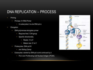 DNA REPLICATION – PROCESS
•   Priming
     •   Primase  RNA Primer
              • In eukaryotes it is a/w DNA pol a
•   Elongation
     •   DNA polymerase elongates primer
              • Requires free 3’ OH group
              • Specific directionality
                    • Reads: 3’ to 5’
                    • Makes new: 5’ to 3’
     •   Prokaryotes: DNA pol III
              • a/w Sliding Clamp
     •   Eukaryotes: started by DNA pol a and continued by d
              • Pol d a/w Proliferating Cell Nuclear Antigen (PCNA)
 