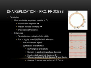 DNA REPLICATION – PRO: PROCESS
•   Termination
     •   Have termination sequences opposite to Ori
           • Proteins bind sequence 
           • Prevent helicase unwinding 
           • Dissociation of replisome
     •   Eukaryotes
           • Terminate when replication forks collide
           • End of lagging strand (3’) filled with telomeres
                  • TTAGGG tandem repeats
                  • Synthesized by telomerase
                       • RNA template for telomere
                       • Normally in rapidly diving cells ex. Gametes
                       • Function declines as cell develops 
                         Telomere shortens  DNA damage  stop division
                       • Absence  senescence; enhanced  Cancer
 
