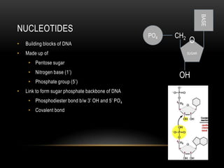 BASE
NUCLEOTIDES
                                                   PO4   CH2
•   Building blocks of DNA                                      O
•   Made up of                                                 SUGAR

     • Pentose sugar
     • Nitrogen base (1’)
                                                          OH
     • Phosphate group (5’)
•   Link to form sugar phosphate backbone of DNA
     • Phosphodiester bond b/w 3’ OH and 5’ PO 4
     • Covalent bond
 
