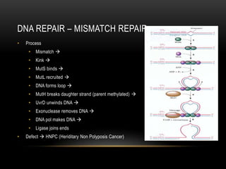 DNA REPAIR – MISMATCH REPAIR
•   Process
     •   Mismatch 
     •   Kink 
     •   MutS binds 
     •   MutL recruited 
     •   DNA forms loop 
     •   MutH breaks daughter strand (parent methylated) 
     •   UvrD unwinds DNA 
     •   Exonuclease removes DNA 
     •   DNA pol makes DNA 
     •   Ligase joins ends
•   Defect  HNPC (Heriditary Non Polyposis Cancer)
 