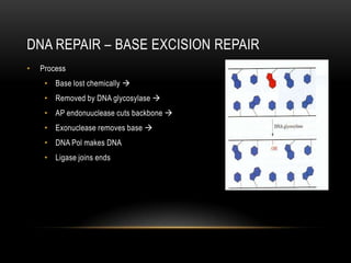 DNA REPAIR – BASE EXCISION REPAIR
•   Process
     • Base lost chemically 
     • Removed by DNA glycosylase 
     • AP endonuuclease cuts backbone 
     • Exonuclease removes base 
     • DNA Pol makes DNA
     • Ligase joins ends
 