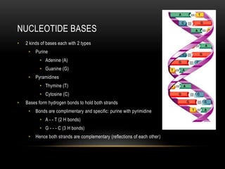 NUCLEOTIDE BASES
•   2 kinds of bases each with 2 types
     •   Purine
           • Adenine (A)
           • Guanine (G)
     •   Pyramidines
           • Thymine (T)
           • Cytosine (C)
•   Bases form hydrogen bonds to hold both strands
     •   Bonds are complimentary and specific: purine with pyrimidine
           • A - - T (2 H bonds)
           • G - - - C (3 H bonds)
     •   Hence both strands are complementary (reflections of each other)
 