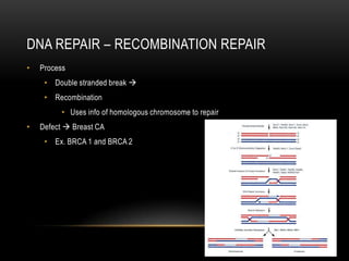 DNA REPAIR – RECOMBINATION REPAIR
•   Process
     • Double stranded break 
     • Recombination
          • Uses info of homologous chromosome to repair
•   Defect  Breast CA
     • Ex. BRCA 1 and BRCA 2
 