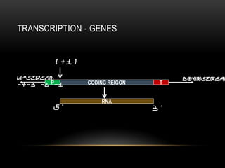 TRANSCRIPTION - GENES


        [+1]

Upstream                            Downstream
-4-3 -2 P-1    CODING REIGON    T


                   RNA
        5'                     3'
 