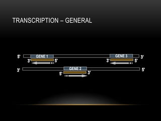 TRANSCRIPTION – GENERAL




 5'        GENE 1                                GENE 3        3'
      3'            5'                      3'            5'

 3'                           GENE 2                           5'
                         5'            3'
 