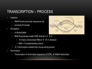 TRANSCRIPTION – PROCESS
•   Initiation
     • RNAP binds promoter sequence ( σ)
     • Unwinds Promoter
•   Elongation
     • σ dissociates
     • RNA Polymerase reads ONE strand in 3’  5’
            •  make unbranched RNA in 5’  3’ direction
            • RNA = Complementary strand
     •  Transcription bubble that moves along strand
•   Termination
     • Transcription of terminator sequence (3’UTR)  RNAP dissociate
 