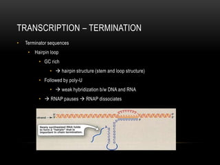 TRANSCRIPTION – TERMINATION
•   Terminator sequences
     • Hairpin loop
          • GC rich
               •  hairpin structure (stem and loop structure)
          • Followed by poly-U
               •  weak hybridization b/w DNA and RNA
          •  RNAP pauses  RNAP dissociates
 